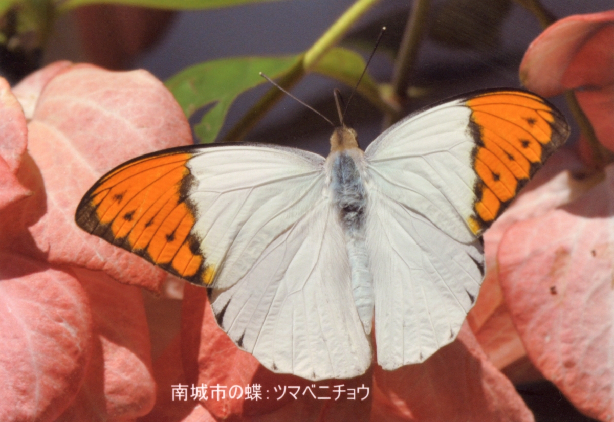 2024年度に知念字吉富で収集した写真20点「昆虫③」を公開